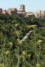 Wild Fennel with Enna in Background, Sicily